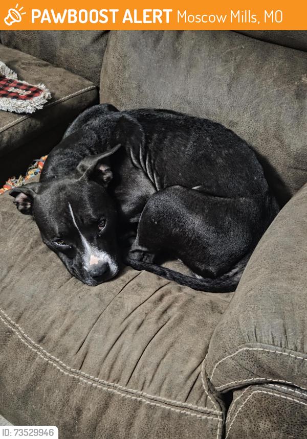 Found/Stray Female Dog last seen E cappel and n cappel road moscow mills mo, Moscow Mills, MO 63362