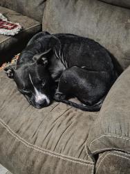 Found/Stray Female Dog last seen E cappel and n cappel road moscow mills mo, Moscow Mills, MO 63362