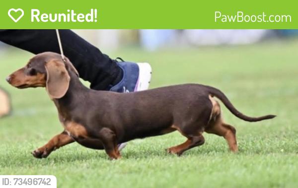 Reunited Female Dog last seen Tarragindi, Tarragindi, QLD 4121