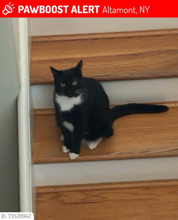 Lost Female Cat last seen Leesome Lane, Altamont, NY 12009