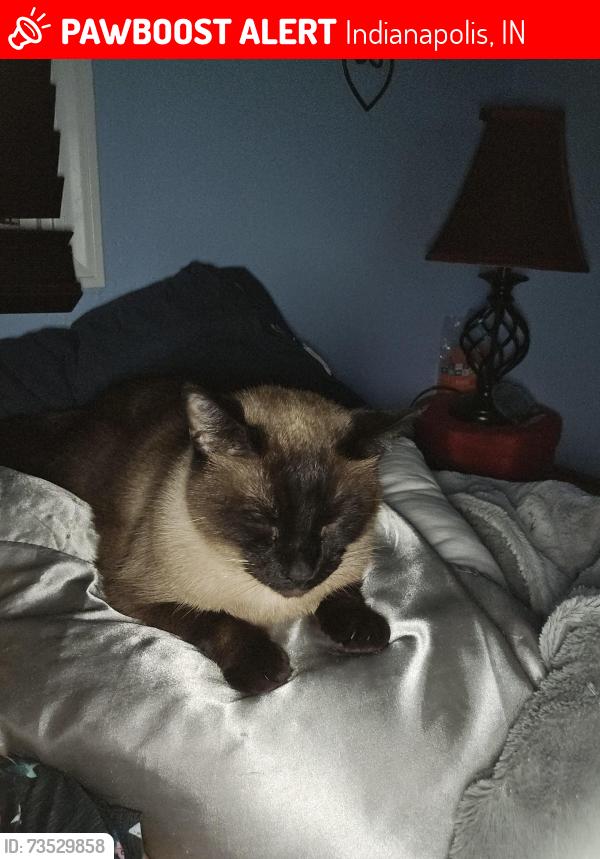 Lost Male Cat last seen Albany and Keystone, Indianapolis, IN 46203