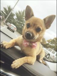 Reunited Female Dog last seen 152nd and lamar, Overland Park, KS 66223