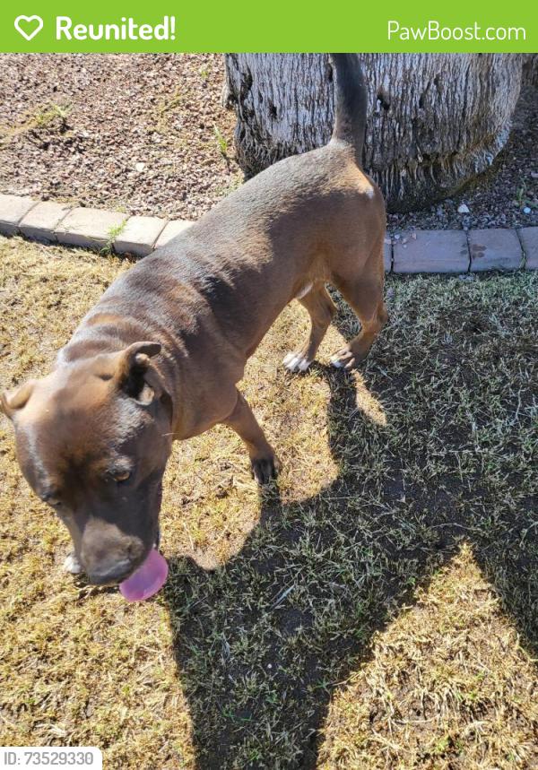 Reunited Male Dog last seen Near W 9TH ST TEMPE AZ 85281, Tempe, AZ 85281