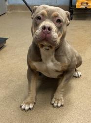Shelter Stray Female Dog last seen Near Martins Crossing Road, 30034, GA, 3280 Chamblee Dunwoody Rd, Chamblee, GA 30341, USA