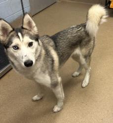 Shelter Stray Female Dog last seen Near Klondike Road, 30038, GA, 3280 Chamblee Dunwoody Rd, Chamblee, GA 30341, USA