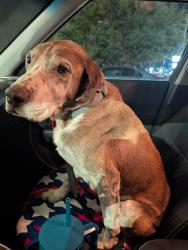 Found/Stray Male Dog last seen Arbor Grove Elementary, Oklahoma City, OK 73112