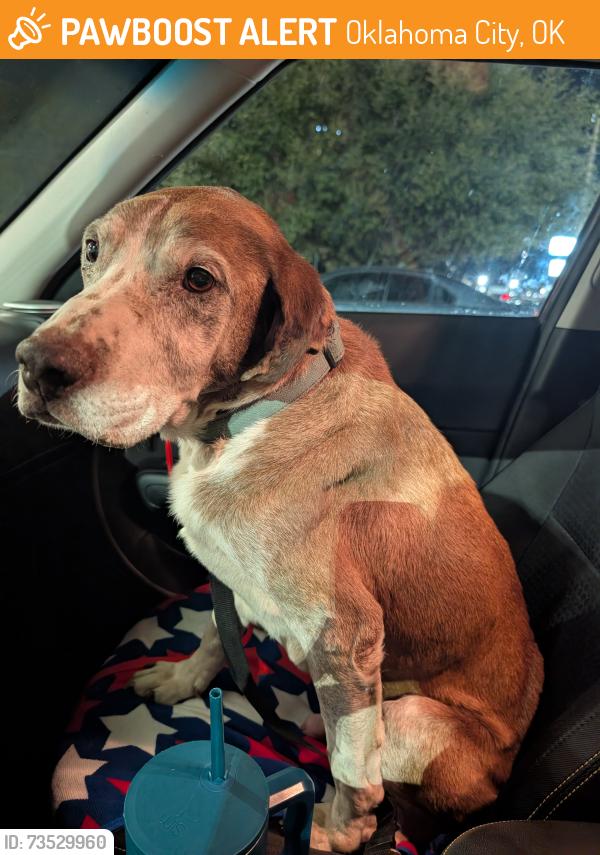 Found/Stray Male Dog last seen Arbor Grove Elementary, Oklahoma City, OK 73112