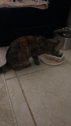 Reunited Female Cat last seen Washington Street, Haymarket, VA 20169