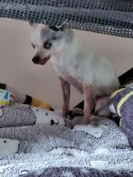 Reunited Female Dog last seen Dogwood, Winston-Salem, NC 27105