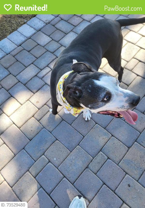 Reunited Male Dog last seen Near W 9TH ST TEMPE AZ 85281, Tempe, AZ 85281
