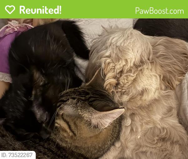 Reunited Male Cat last seen Covell and Kelley, Edmond, OK 73003