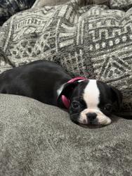 Lost Female Dog last seen Story row highway 183, Irving, TX 75062