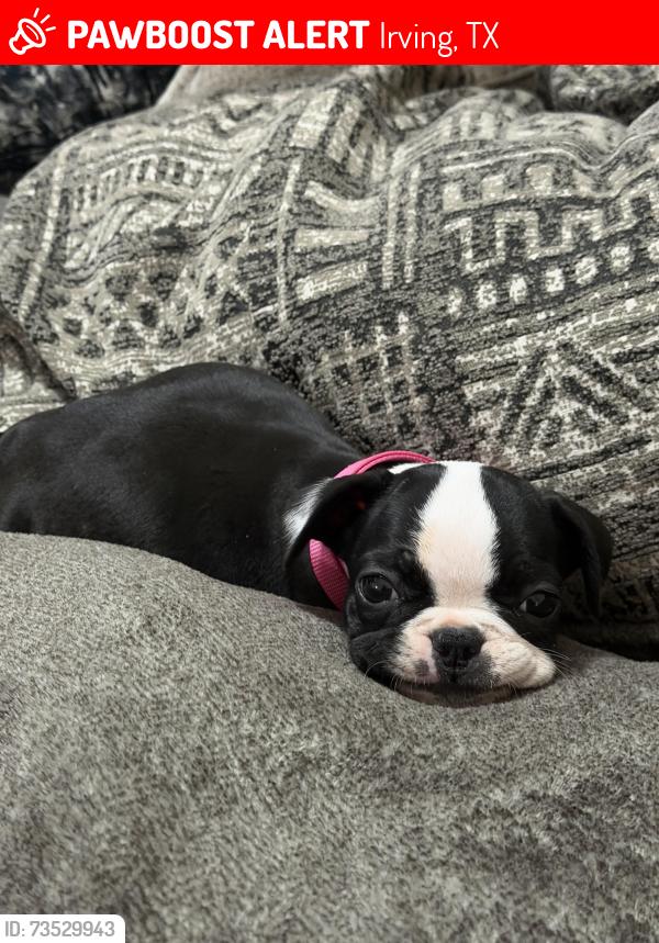 Lost Female Dog last seen Story row highway 183, Irving, TX 75062