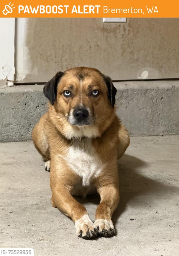 Found/Stray Male Dog last seen Near gold creek, Bremerton, WA trailhead - found in, Bremerton, WA 98312