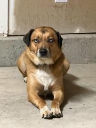 Found/Stray Male Dog last seen Near gold creek, Bremerton, WA trailhead - found in, Bremerton, WA 98312