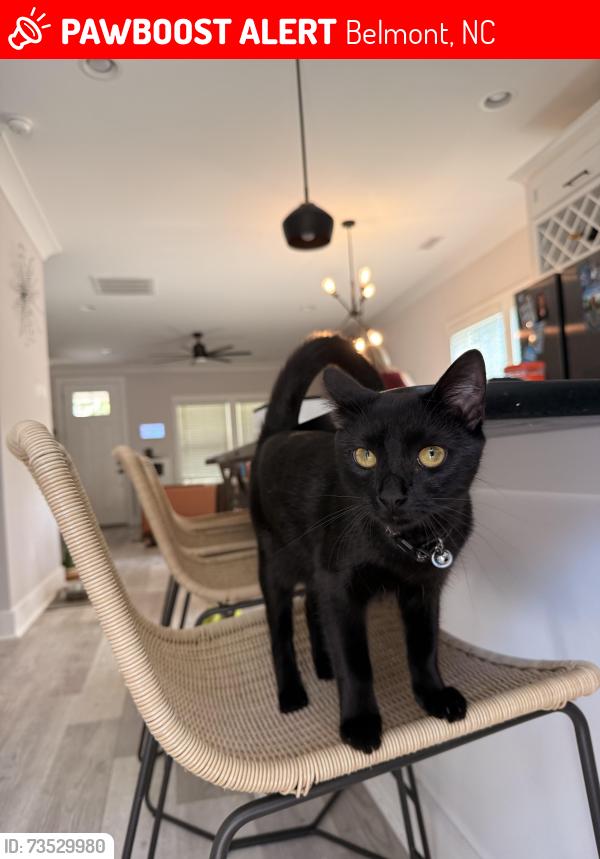 Lost Female Cat last seen John Galt Ln. and Spool Ln., Belmont, NC 28012