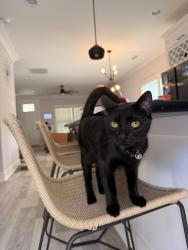 Lost Female Cat last seen John Galt Ln. and Spool Ln., Belmont, NC 28012