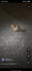 Found/Stray Male Dog last seen Legends hill drive, Spring, TX 77386