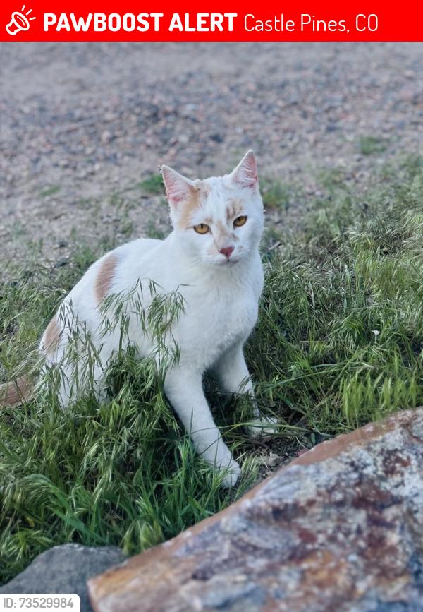 Lost Male Cat last seen Daniels Park and Macom Drive, Castle Pines, CO 80108