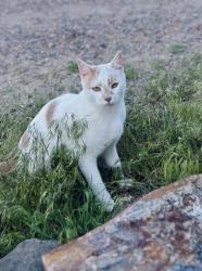 Lost Male Cat last seen Daniels Park and Macom Drive, Castle Pines, CO 80108