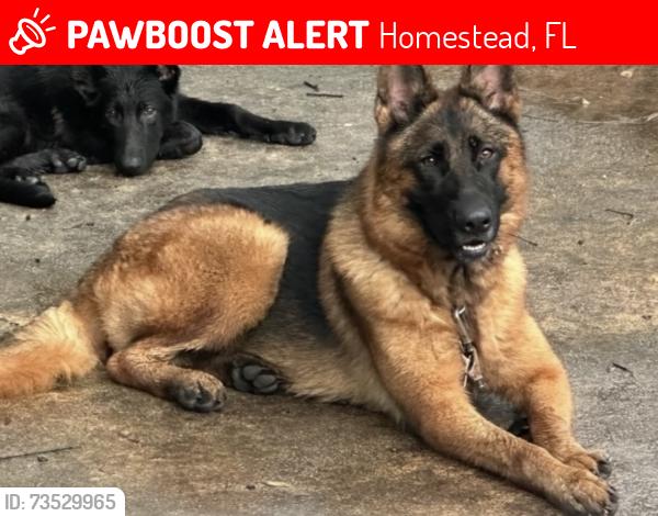 Lost Female Dog last seen S.W. 187 Avenue hmstd, Homestead, FL 33031
