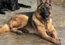 Lost Female Dog last seen S.W. 187 Avenue hmstd, Homestead, FL 33031