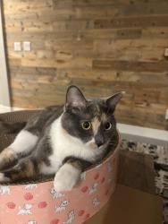 Lost Female Cat last seen Bicentennial & via Firemze, Henderson, NV 89044