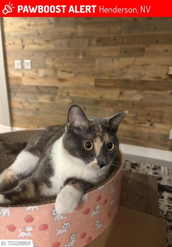 Lost Female Cat last seen Bicentennial & via Firemze, Henderson, NV 89044