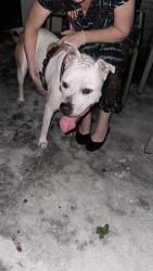 Reunited Male Dog last seen N Miami Ave and 129th Street, Miami, FL 33137