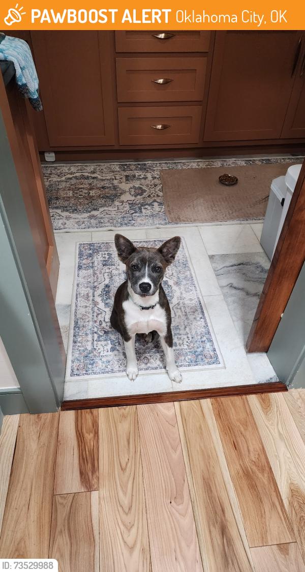 Found/Stray Female Dog last seen Shartel and 19, Oklahoma City, OK 73127