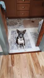 Found/Stray Female Dog last seen Shartel and 19, Oklahoma City, OK 73127