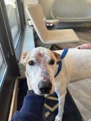Found/Stray Female Dog last seen Was brought to our hosp in park Potomac, Laurel, MD 20707