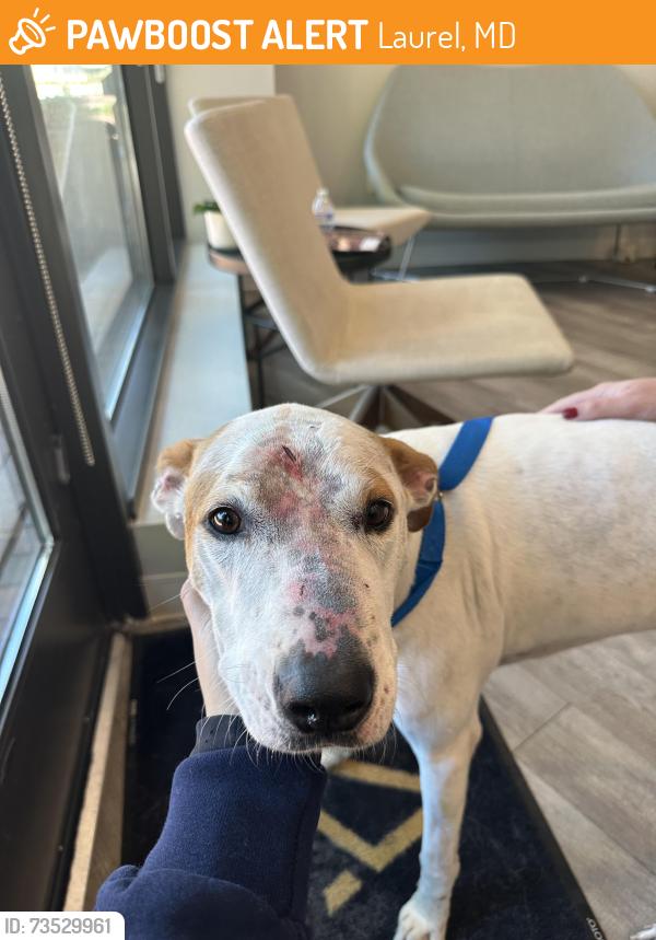 Found/Stray Female Dog last seen Was brought to our hosp in park Potomac, Laurel, MD 20707