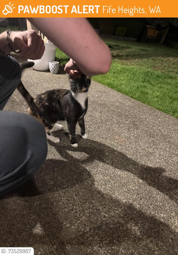 Found/Stray Unknown Cat last seen 63rd Ave ct ne, Fife Heights, WA 98422