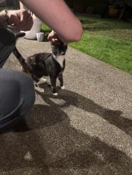Found/Stray Unknown Cat last seen 63rd Ave ct ne, Fife Heights, WA 98422