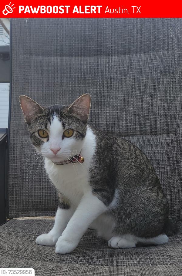 Lost Male Cat last seen Woodvale & parkland, Austin, TX 78729