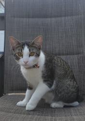 Lost Male Cat last seen Woodvale & parkland, Austin, TX 78729