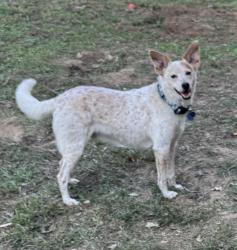 Reunited Male Dog last seen near Tyson Berry Street plant, Springdale, AR 72764