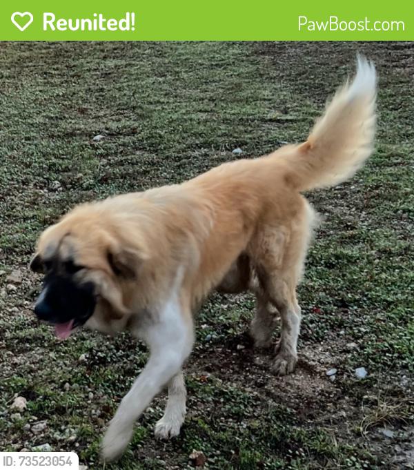 Reunited Male Dog last seen Veal Station and Cat Track, Weatherford, TX 76085