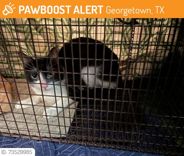 Found/Stray Male Cat last seen Lakeway Dr & I-35 southbound service road in median, Georgetown, TX 78628