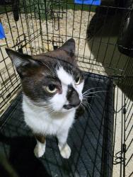 Found/Stray Male Cat last seen Near country ridge rd, Lewisville, TX 75067