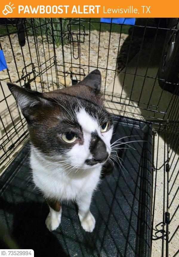 Found/Stray Male Cat last seen Near country ridge rd, Lewisville, TX 75067