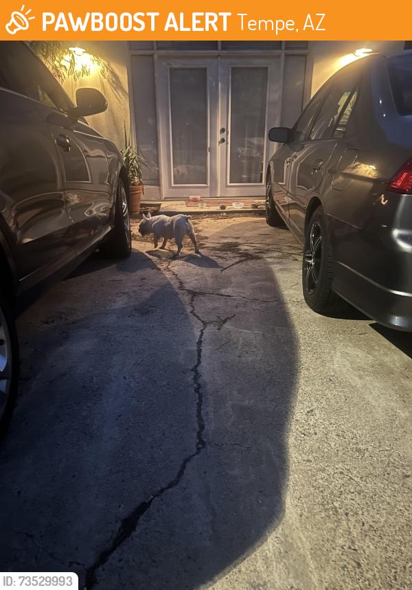 Found/Stray Female Dog last seen Hayden lane and McClintock, Tempe, AZ 85281