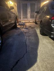 Found/Stray Female Dog last seen Hayden lane and McClintock, Tempe, AZ 85281