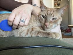 Lost Male Cat last seen Claremont & Vicente, Oakland, CA 94609