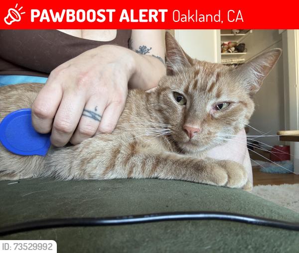 Lost Male Cat last seen Claremont & Vicente, Oakland, CA 94609