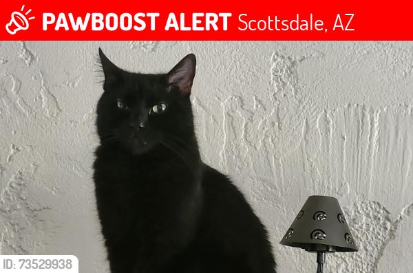 Lost Male Cat last seen Denim apmts, Scottsdale, AZ 85251