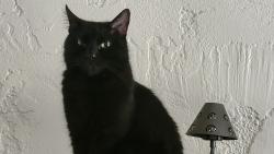 Lost Male Cat last seen Denim apmts, Scottsdale, AZ 85251