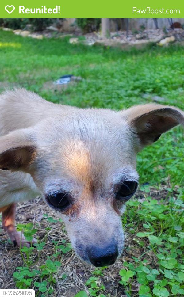 Reunited Female Dog last seen 13th & Anna, Wichita, KS 67212