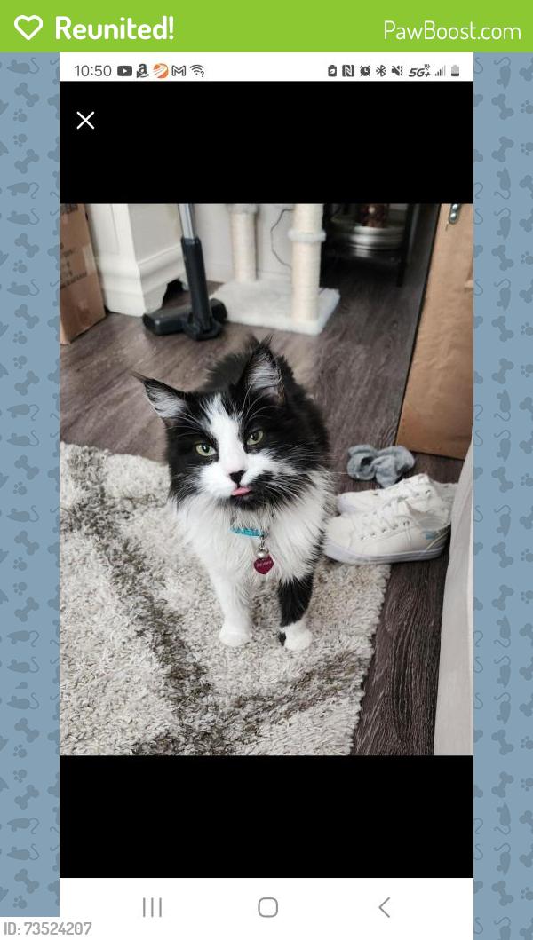 Reunited Female Cat last seen Ocotillo/ ellsworth/ Victoria, Queen Creek, AZ 85242